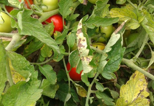 GoldenEco performing better then Copper in controlling Bacterial diseases in Tomatoes